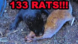 Mink and Dogs OBLITERATE 133 Rats [upl. by Gunn439]