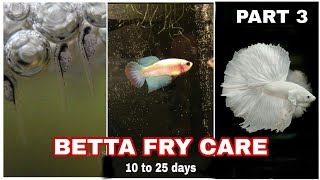 betta fry care malayalam  betta fry care fighter baby care  betta fry food care  niya bettas [upl. by Sakram785]