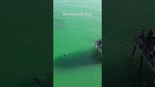 Semaphore Seal playing with the crab pots drone dji [upl. by Yrram945]