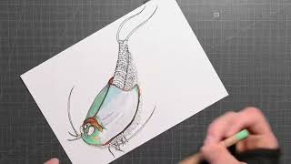 Speed drawing crustacé  Triops [upl. by Terris]