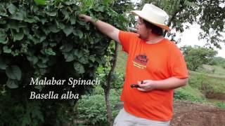 Malabar Spinach Basella alba [upl. by Arrait]