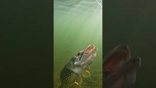 Why  Is this pike faking  pike fishing underwaterworld [upl. by Yoho]