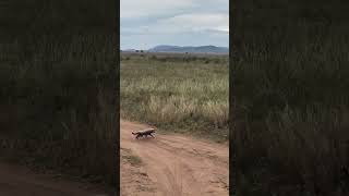 Serengeti National Park wanderwhattheworldhastooffer nationalpark holiday wildlife [upl. by Pearlman755]