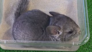 CHINCHILLAS  El baño con arena para las chinchillas ¡Imágenes impresionantes [upl. by Titania704]