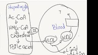 Fibrates  Easiest and Fastest Way to Memorize for USMLE Step 1 [upl. by Mckay548]