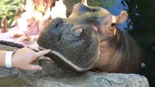 Home Safari  Zoofari Edition  Hippos Fiona amp Bibi [upl. by Suiddaht510]