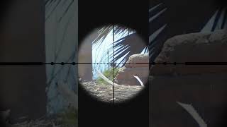 airsofters hunting airsoftgameplay airsoftrifle games airsoftobsessed [upl. by Malachi]