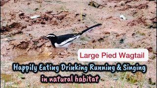 Pied Wagtail Eats Drinks Runs n Singswhitebrowedwagtailwagtailbirdseatingbirdsdrinkingwater [upl. by Enala931]