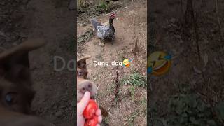 Kyle gets treats muscovyduck Kyle tomato gardentomatoes ducks hazel dangdog funny treats [upl. by Dogs]