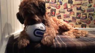 Hughey the Briard Lion Bear Dog amp his new ball [upl. by Lebasile]