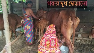 Cow milking by hand beautiful women 2022  কীভাবে গরুর দুধ দোয়ানো হয়  Village cow milking New [upl. by Yenrab]