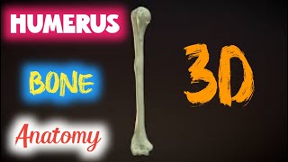 humerus anatomy  humerus anatomy upper extremity [upl. by Firehs]