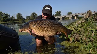 💥Comment aborder la peche de la carpe en Loire💥 [upl. by Cosma542]