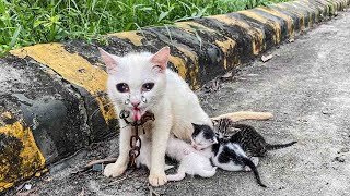 Desperate Mother Cat Begs for Help for Her Starving Kittens A Lady to the Rescue [upl. by Oimetra]