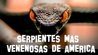 TOP 7  LAS SERPIENTES MAS VENENOSAS DE AMERICA [upl. by Witty152]