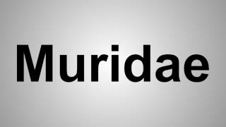 How To Pronounce Muridae [upl. by Zins]