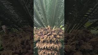 Cycas Revoluta sagopalm [upl. by Nosae]