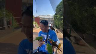 Lorikeet bites my ear it hurts🤣🤣🤣🤣🤣 OMG❤️ [upl. by Georgi830]