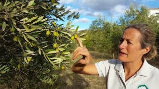 From the tree to table olives  how and when to pick olives in rural Andalucia [upl. by Leihcar]