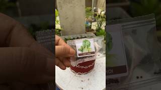 Sowing Pak Choi 🌱👩‍🌾 youtubeshorts showings pakchoi garden nature youtube shorts plants [upl. by Eybbob]