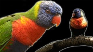 Lorikeets Natures Weirdest Tongue in Slow Motion  Earth Unplugged [upl. by Hali679]