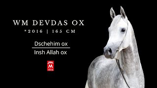 WM DEVDAS ox 2016 v EH Dschehim ox  Insh Allah ox [upl. by Rockie]