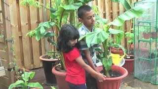 Growing Bananas  Repotting a Musa Basjoo Tree  Plant 6 [upl. by Dazhahs]