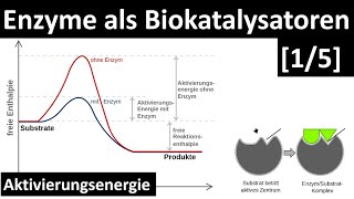 Enzyme sind Biokatalysatoren  Einführung Enzyme  Aktivierungsenergie 15  Biologie Oberstufe [upl. by Nairolf]