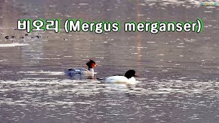 비오리 Mergus merganser 겨울철새 [upl. by Barraza]