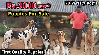 Biggest Dog Kennel In Tamil  First Quality Puppies For Sale  All Breeds Available [upl. by Laehcim]