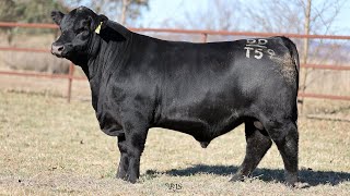 Lot 45 T59 Hillview Angus 2024 [upl. by Htebsil684]