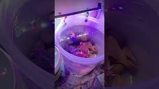 New Apple snail Betta fish finger Jaam Karana chahte ho 2K views jaane ke bad mein bataungashorts [upl. by Sage351]