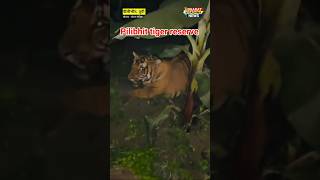 Pilibhit tiger reserve  tiger ka viralvideos  shorts youtubeshorts pilibhitcity shortsviral [upl. by Ainollopa]