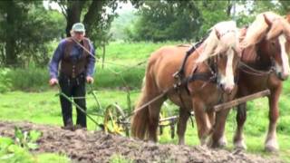 Trekpaarden Arbeitspferde in Dierentuin Nordhorn IGA [upl. by Randolph306]