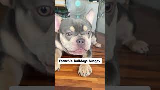 French bulldog barking ￼ [upl. by Adok603]