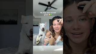 Yuki the grinch… seems fitting 💚 dogshorts grwm makeup dog pets dog puppy appleiphone [upl. by Bayer]