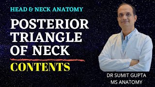 POSTERIOR TRIANGLE OF NECK  part 2  Contents [upl. by Aletha]