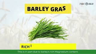 Barley The Superfood for Better Health  Boost Wellness with Sante Barley [upl. by Ozkum]