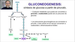 Gluconeogénesis y glucogénesis V64 [upl. by Fevre847]