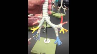 Anatomy of the respiratory system Bronchial tree model [upl. by Jarad90]