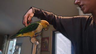 Caique Parrots Learn Tricks Fast  Widget Learns to Spin Training Tutorial [upl. by Radu912]