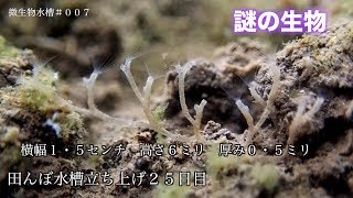 微生物水槽 また新しい生物を三種類、発見しました。＃００７ [upl. by Elleret650]