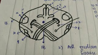 01 Section of Medulla Oblongata at Pyramid Decussation  Easy TRICK to Draw Medulla [upl. by Klement]