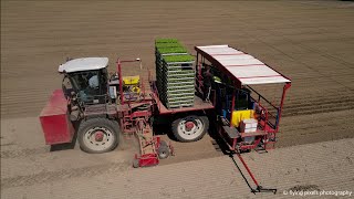 Knolselderij planten  Ferrari Futura Twin 12 row  Agrifac  Planting Celeriac  Sellerie pflanzen [upl. by Chaffinch]