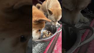 Two dogs who follow their owner all year round living on truck dogs ruraldog doglover [upl. by Ecinad]