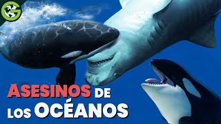 Las ORCAS son los DEPREDADORES más PELIGROSOS de los OCÉANOS 🐋 [upl. by Sukin]