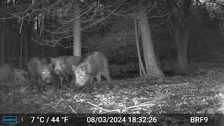 4 Wild Boars in front of the Trail Camera  Forest Of Dean [upl. by Sined]