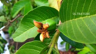 Psidium guajava the common guava 4K Ultra HD [upl. by Frasco250]