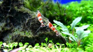 Algae RAP RareAquaticPlants Crystal Shrimps eat BBA 1 [upl. by Ahsinal]