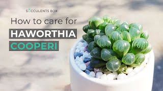 BEST TIPS HOW TO CARE FOR HAWORTHIA COOPERI [upl. by Suolhcin]